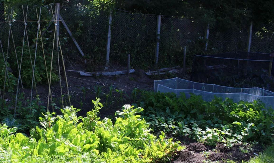 10 légumes que vous pouvez cultiver dans un endroit ombragé