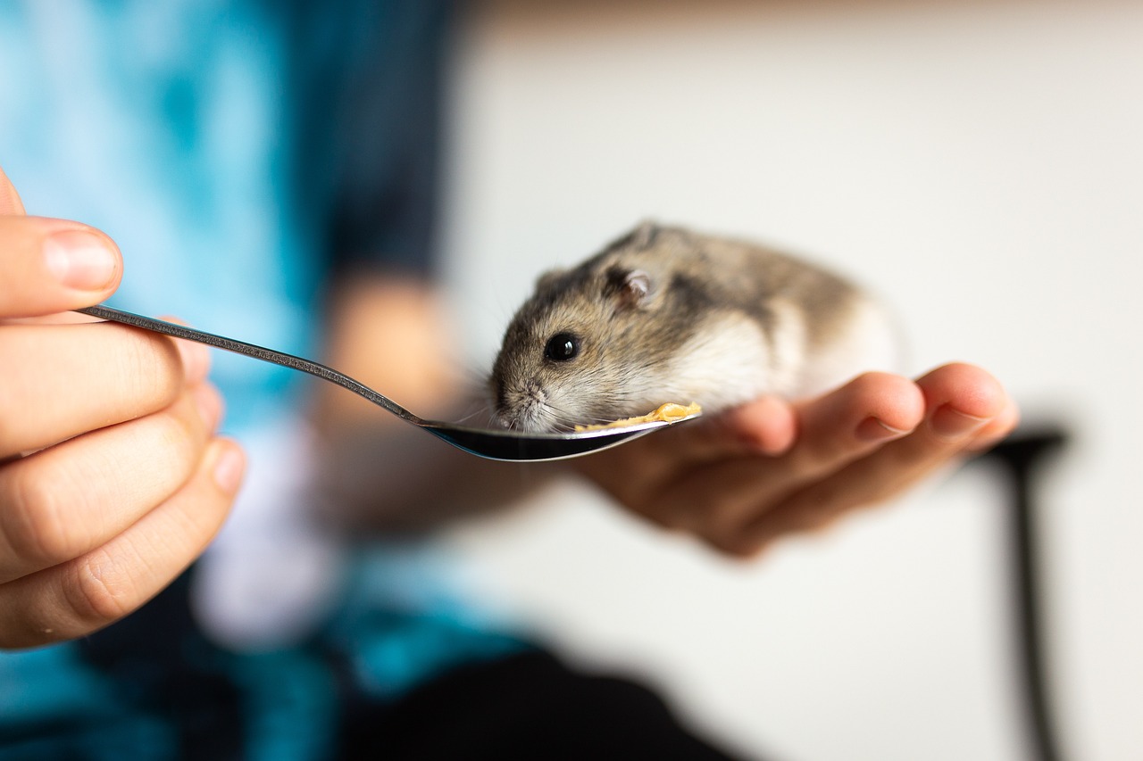 Comment puis-je prolonger la durée de vie de mon hamster russe?
